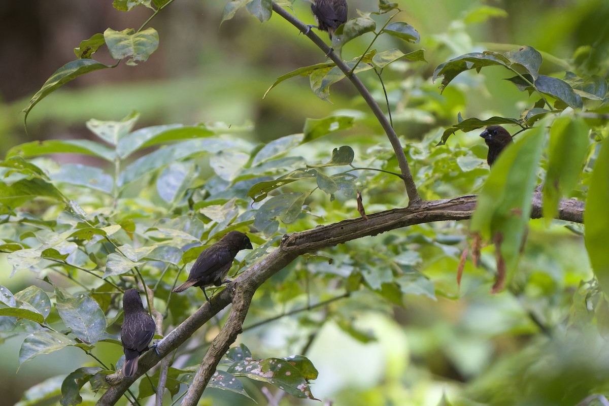 White-bellied Munia - ML640742520