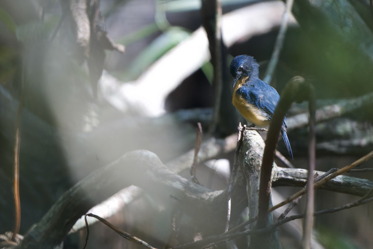 Mangrove Blue Flycatcher (Mangrove) - ML640742534