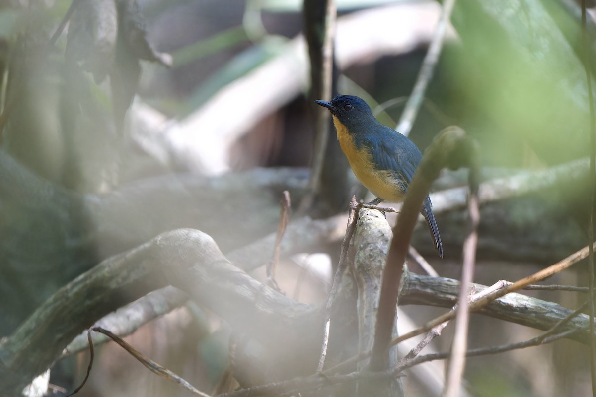 Mangrove Blue Flycatcher (Mangrove) - ML640742535