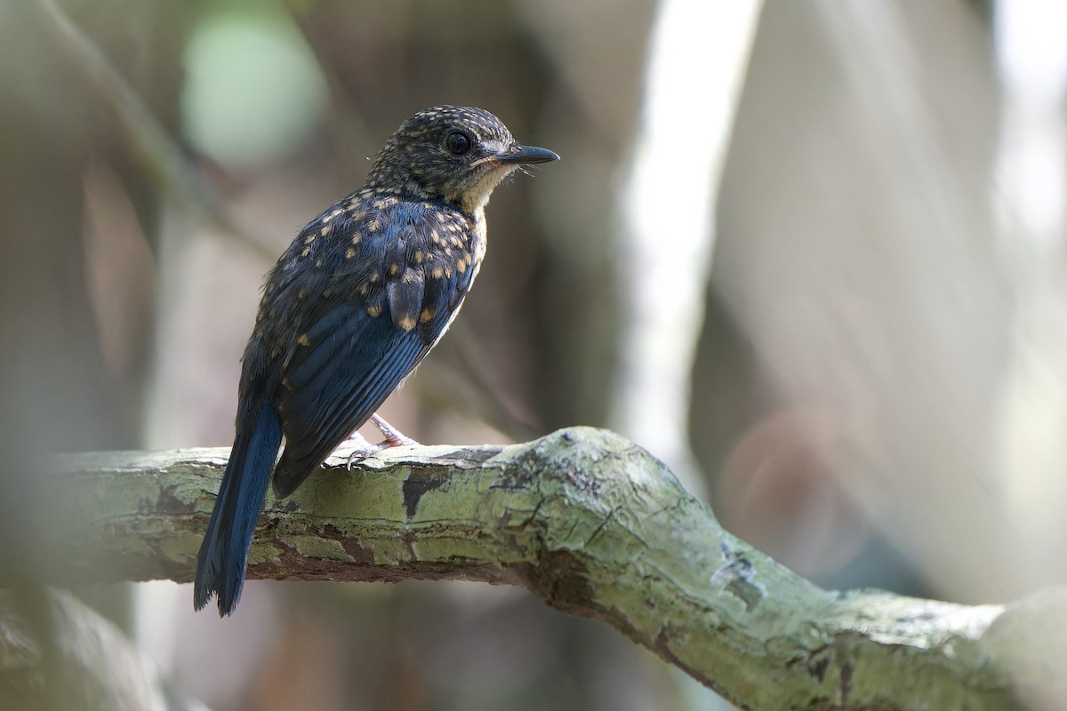 Mangrove Blue Flycatcher (Mangrove) - ML640742536