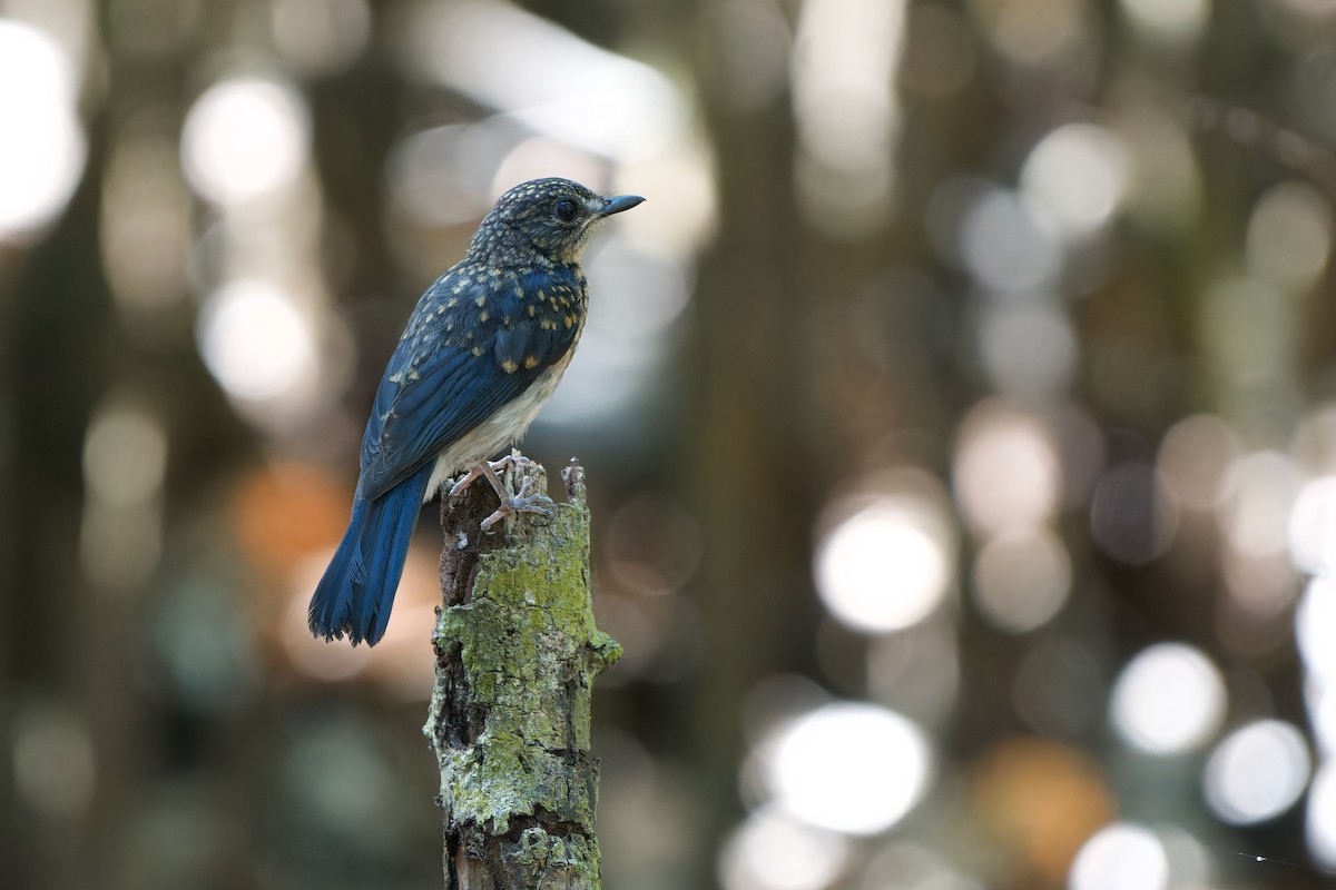 Mangrove Blue Flycatcher (Mangrove) - ML640742537