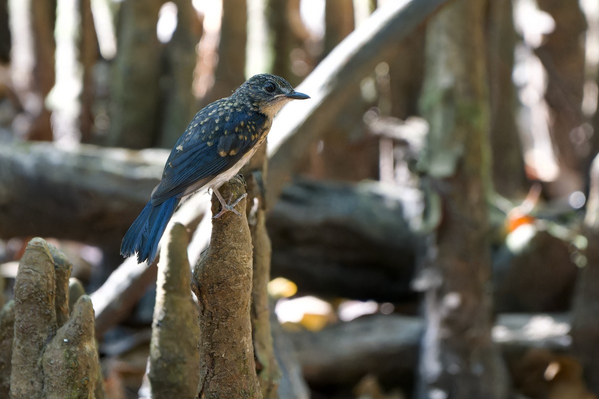 Mangrove Blue Flycatcher (Mangrove) - ML640742538