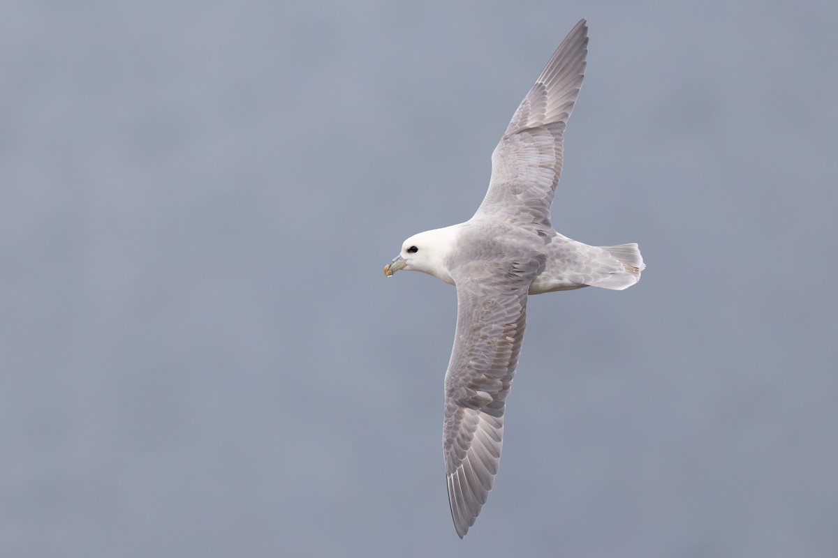 buřňák lední (ssp. glacialis/auduboni) - ML640742585