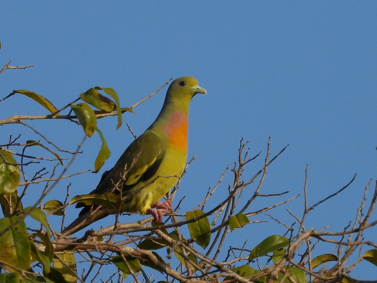 Orange-breasted Green-Pigeon - ML640742626