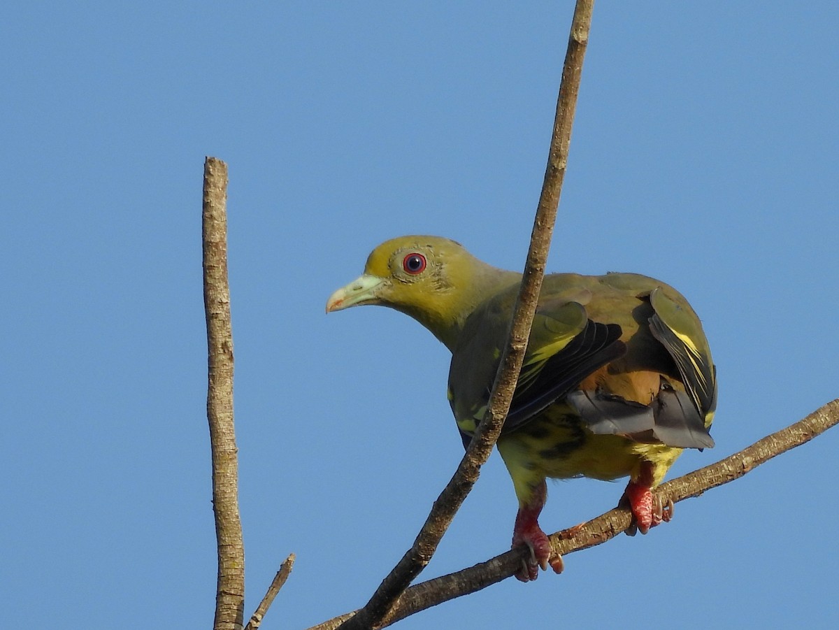 Orange-breasted Green-Pigeon - ML640742628