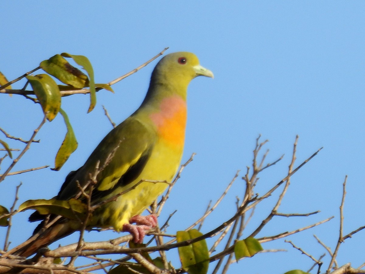Orange-breasted Green-Pigeon - ML640742630