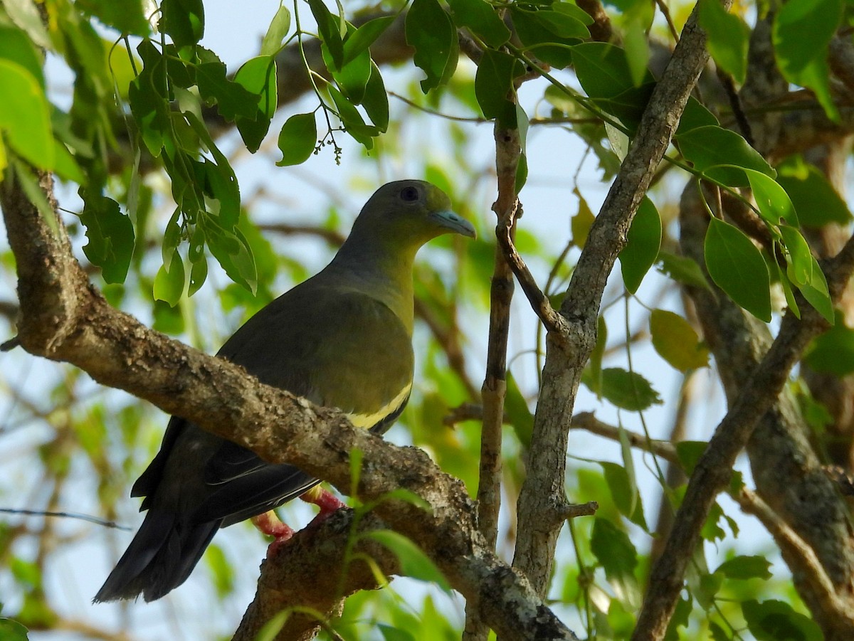 Orange-breasted Green-Pigeon - ML640742631