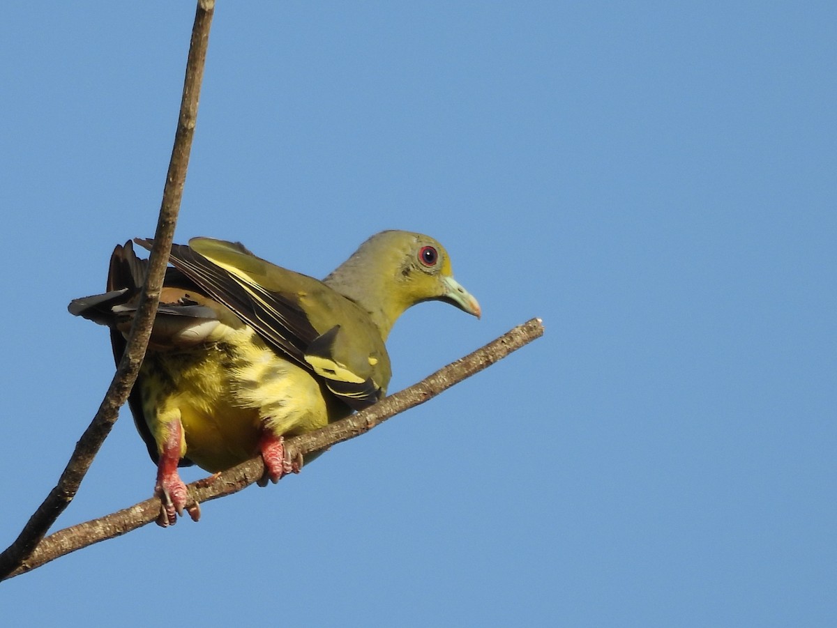 Orange-breasted Green-Pigeon - ML640742632