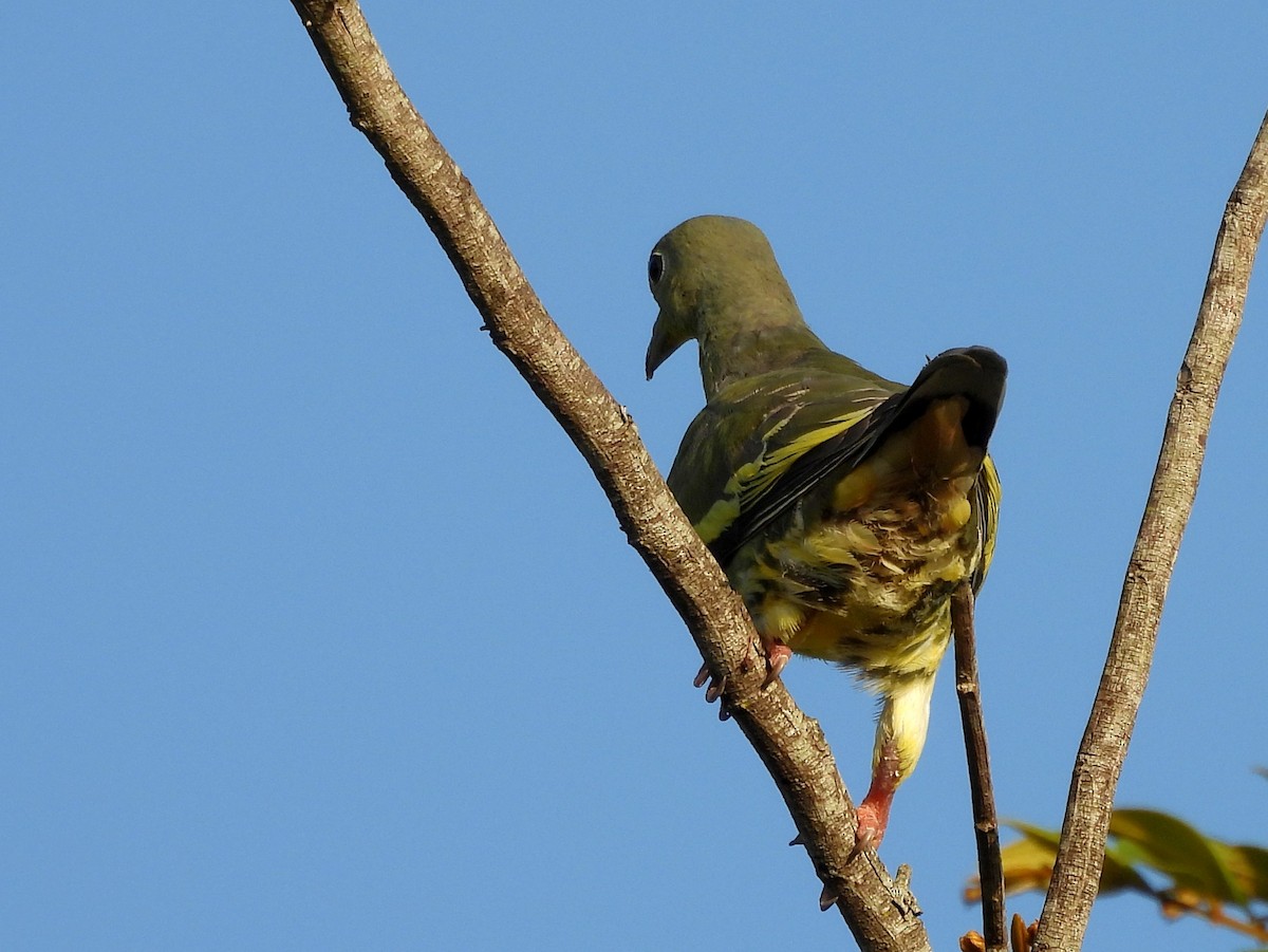 Orange-breasted Green-Pigeon - ML640742633