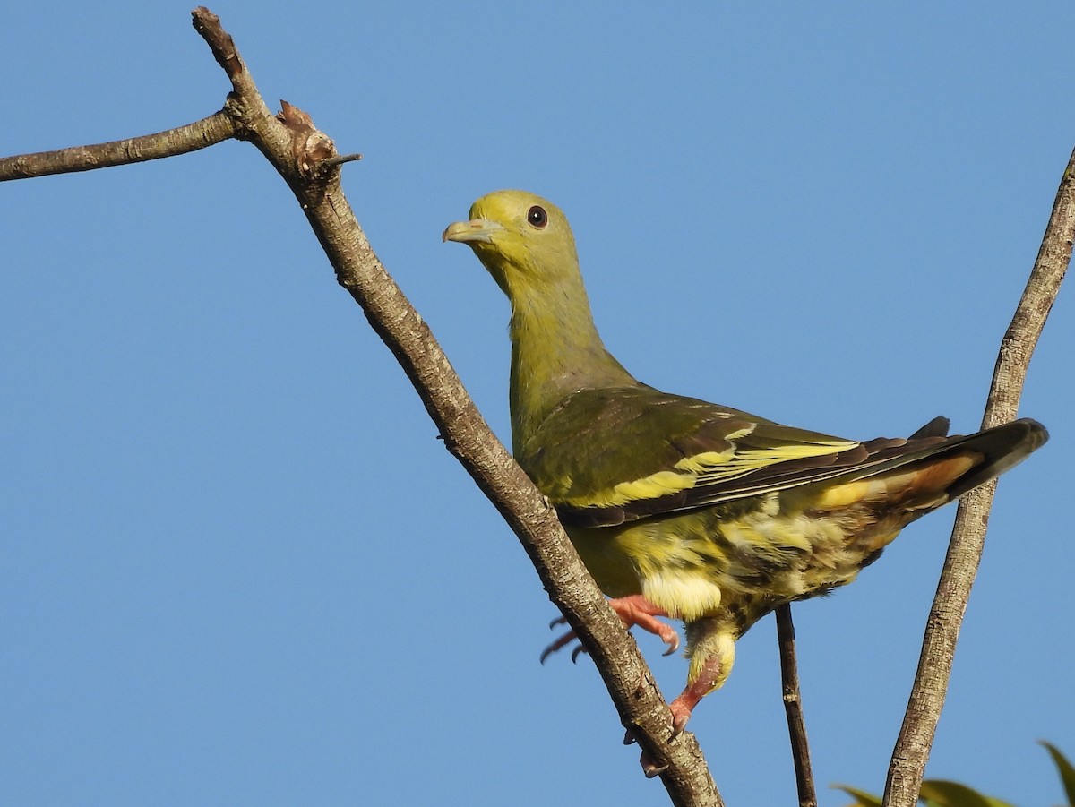 Orange-breasted Green-Pigeon - ML640742634