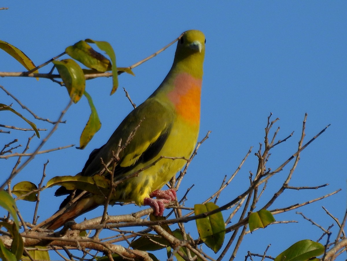 Orange-breasted Green-Pigeon - ML640742635