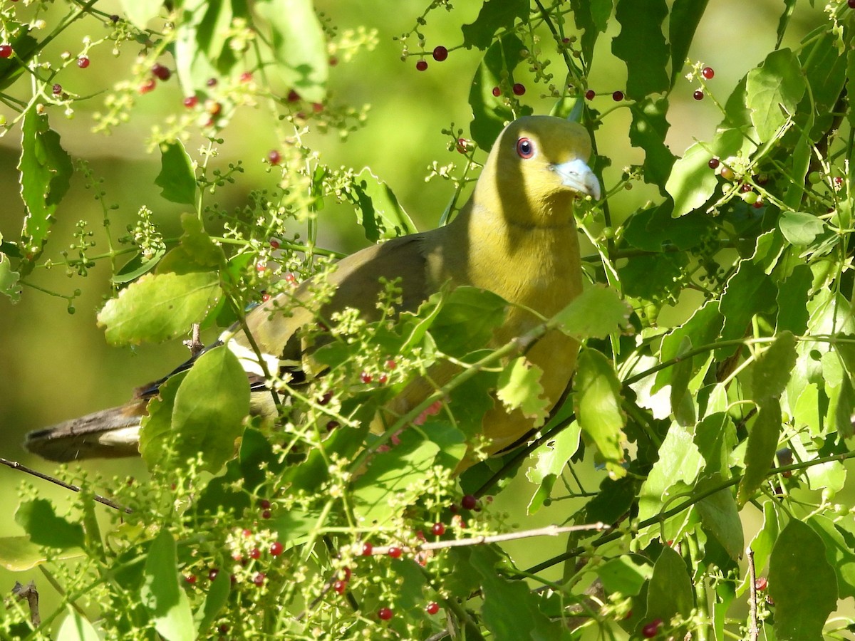 Orange-breasted Green-Pigeon - ML640742636
