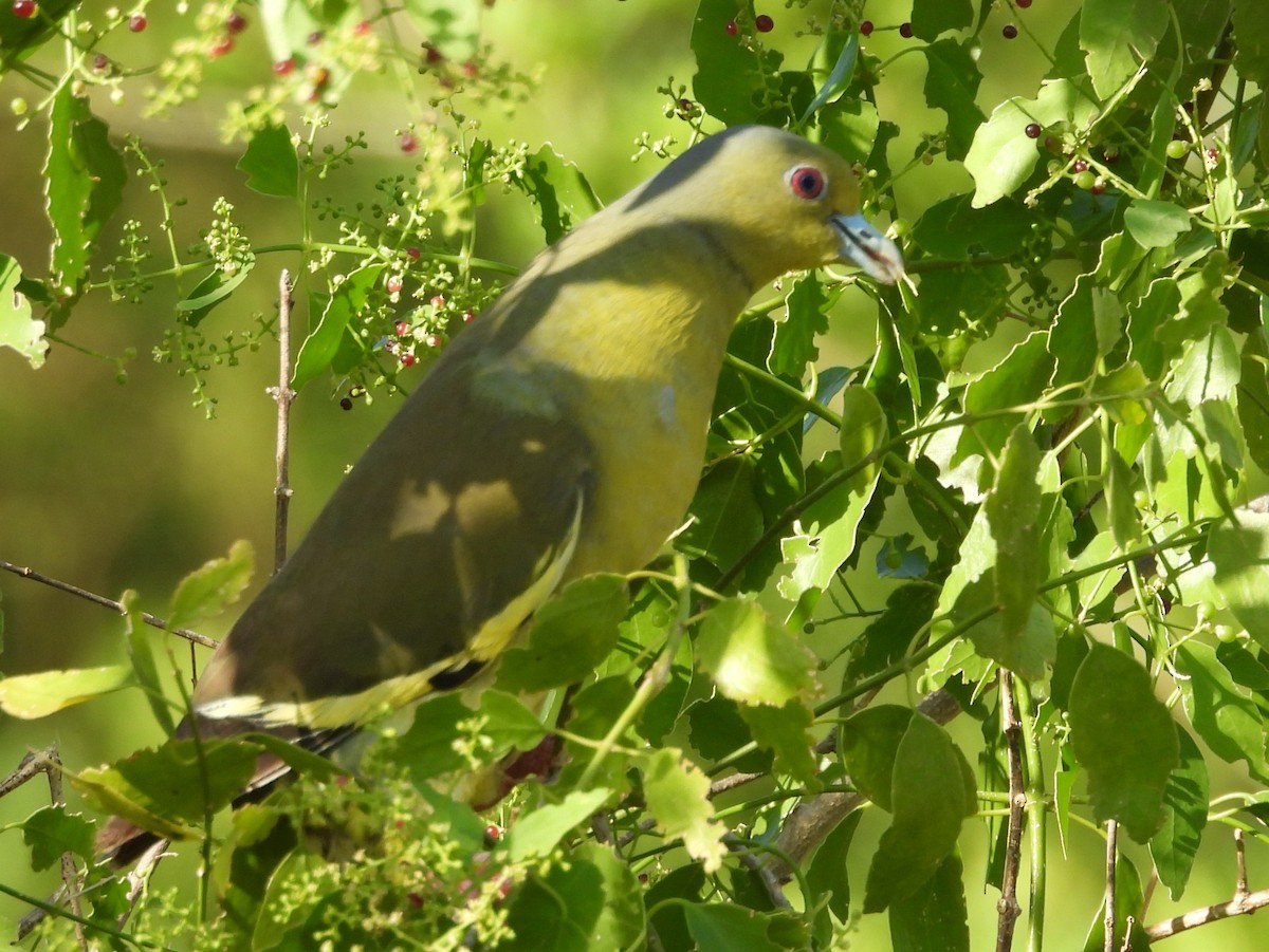 Orange-breasted Green-Pigeon - ML640742637