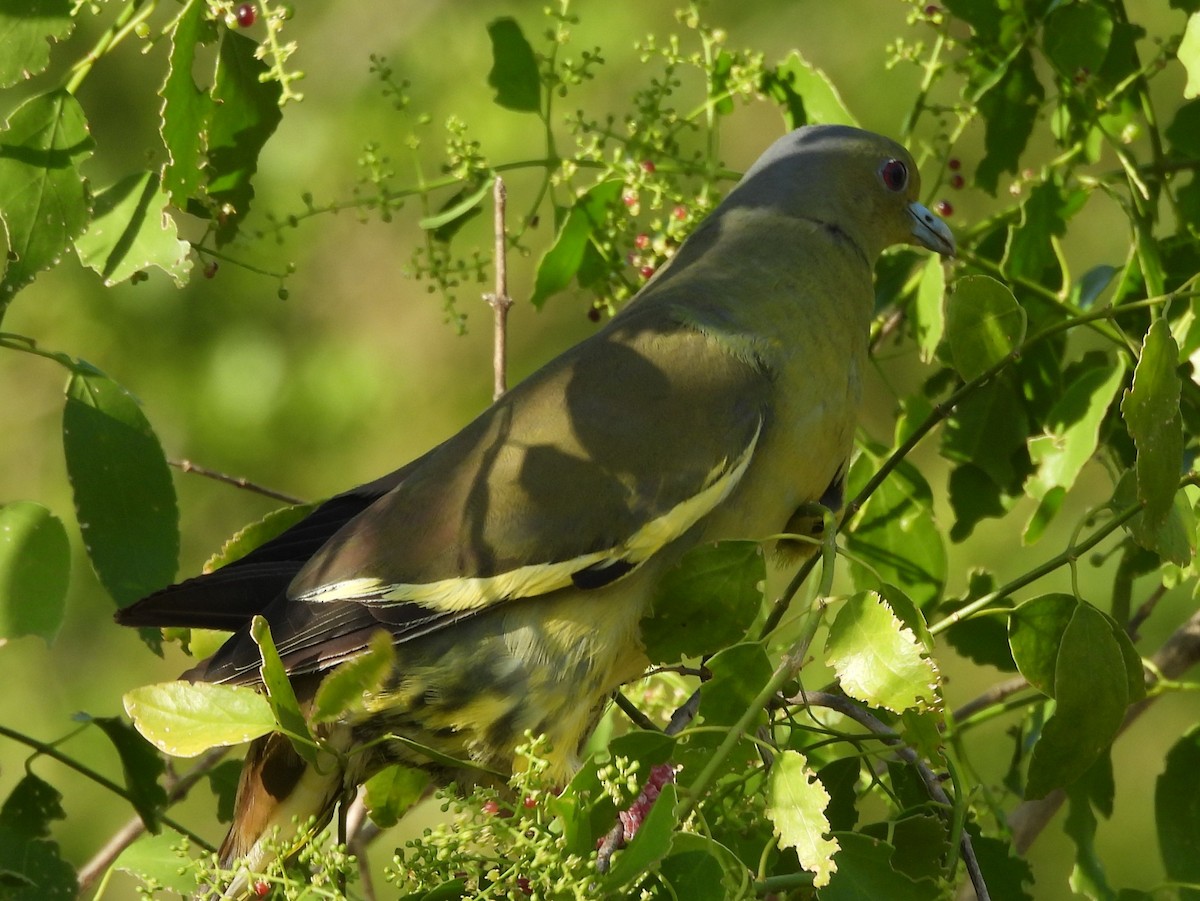 Orange-breasted Green-Pigeon - ML640742638