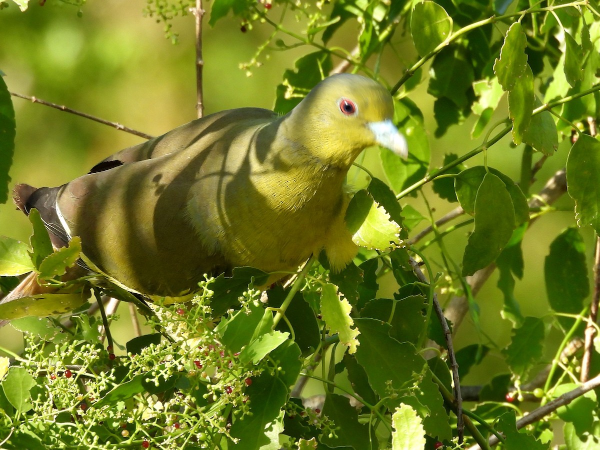 Orange-breasted Green-Pigeon - ML640742639