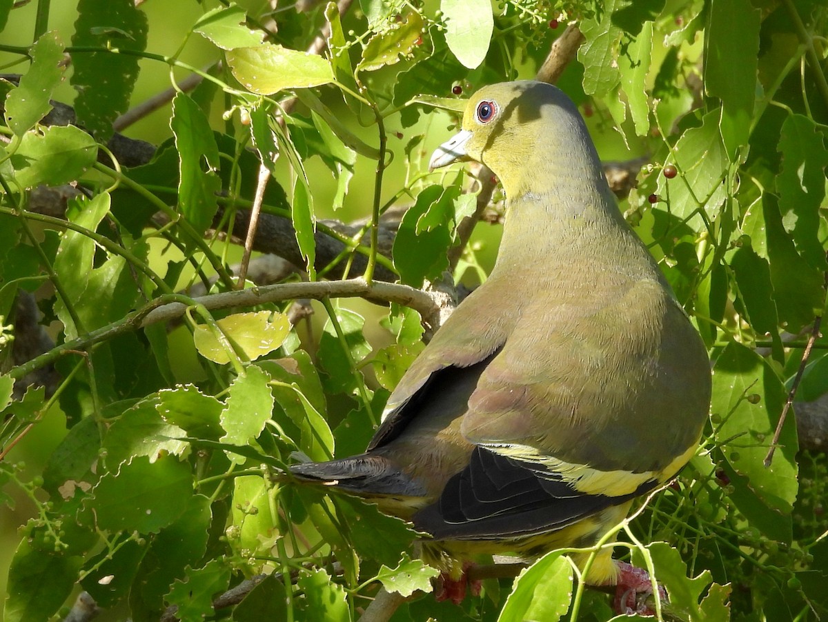 Orange-breasted Green-Pigeon - ML640742640