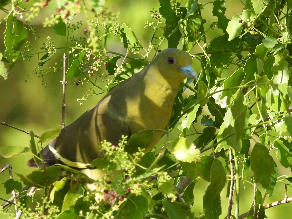 Orange-breasted Green-Pigeon - ML640742641