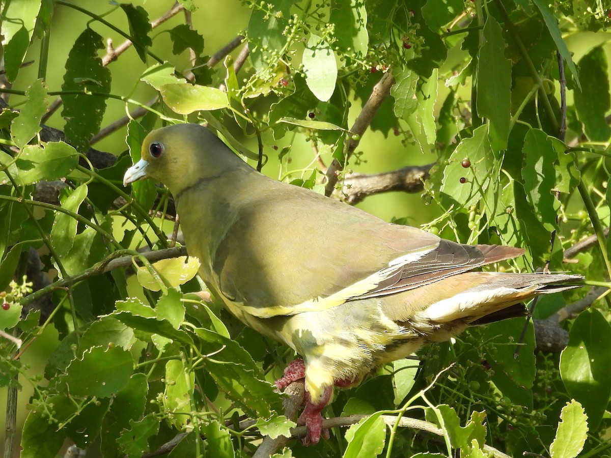 Orange-breasted Green-Pigeon - ML640742642
