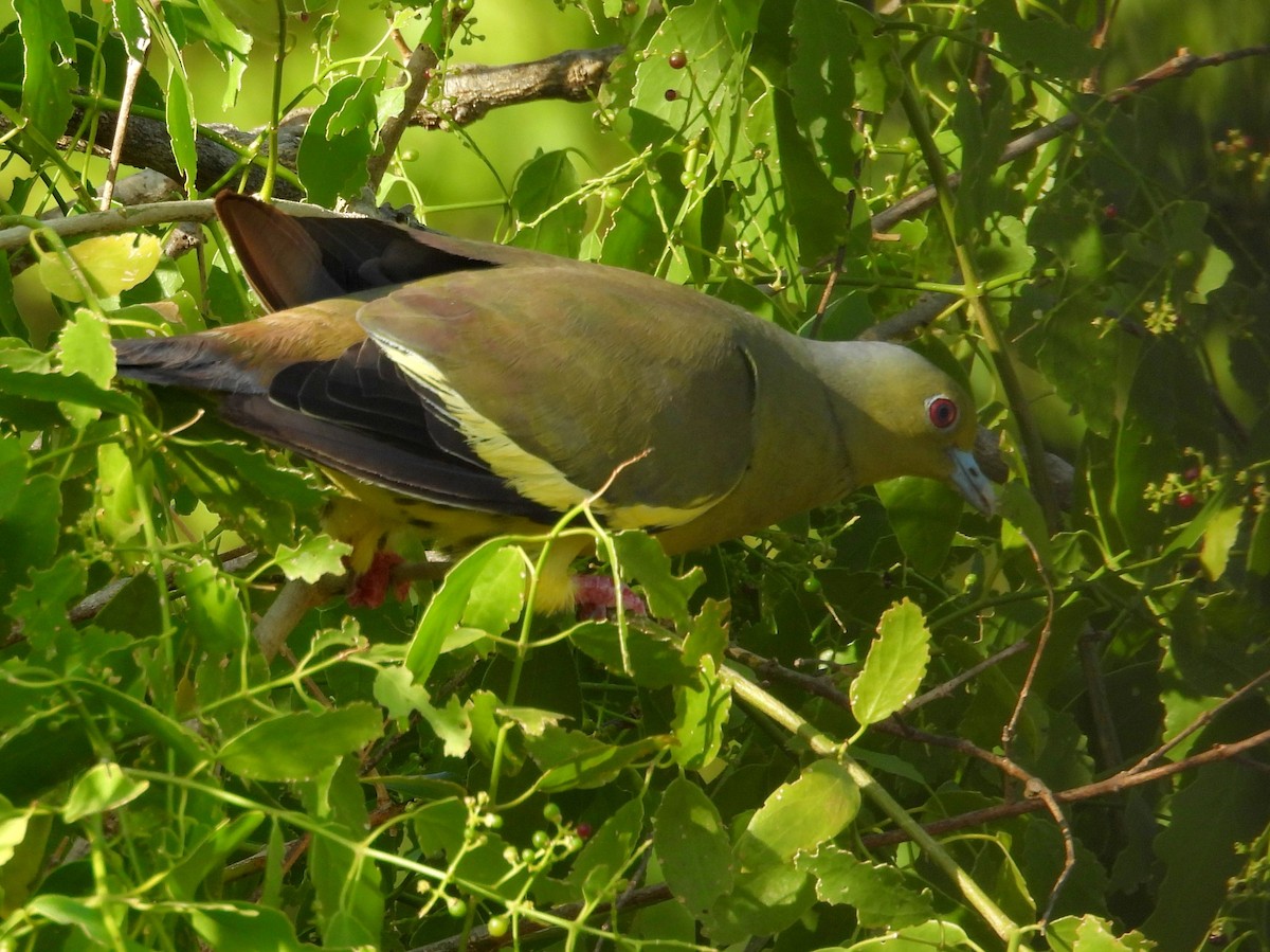 Orange-breasted Green-Pigeon - ML640742643