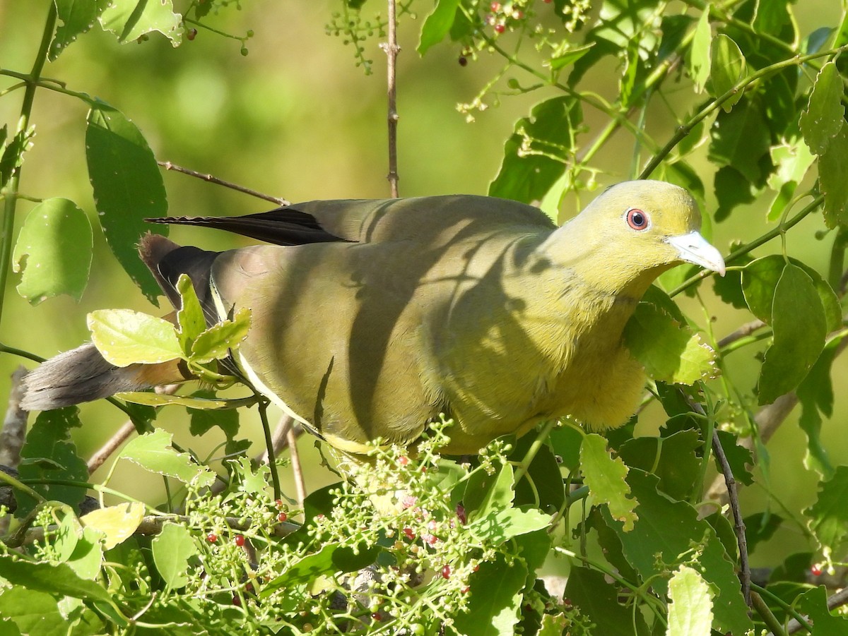 Orange-breasted Green-Pigeon - ML640742644