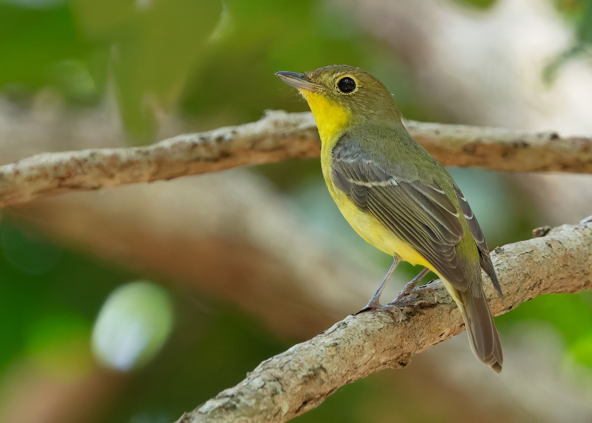 Green-backed Flycatcher - ML640742656