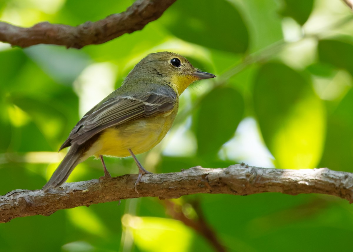 Green-backed Flycatcher - ML640742657