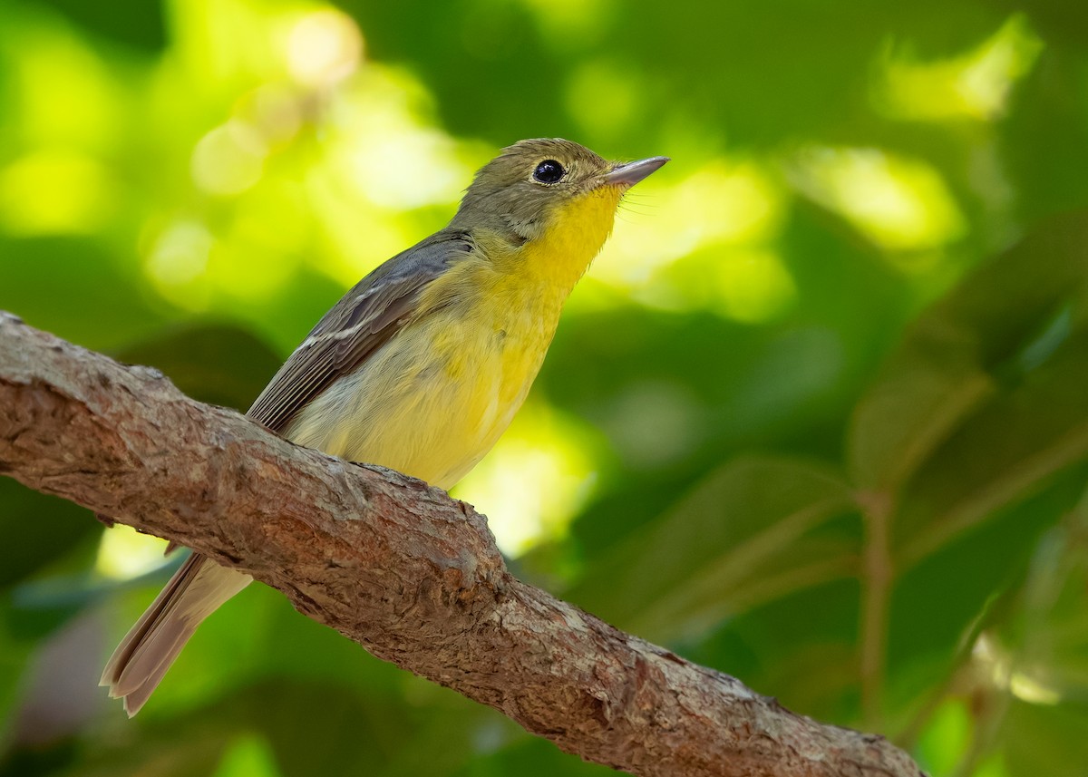 Green-backed Flycatcher - ML640742658