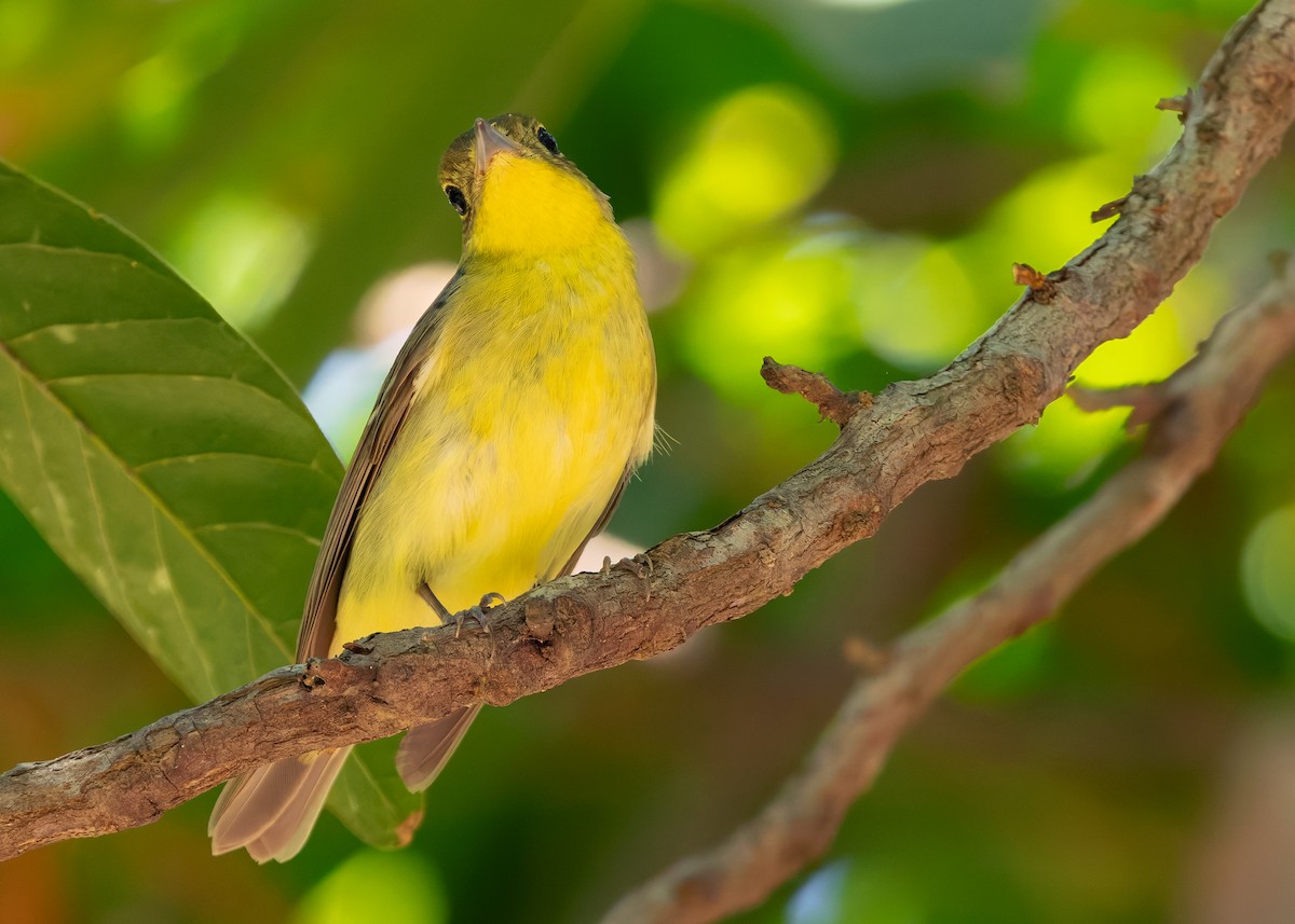 Green-backed Flycatcher - ML640742659