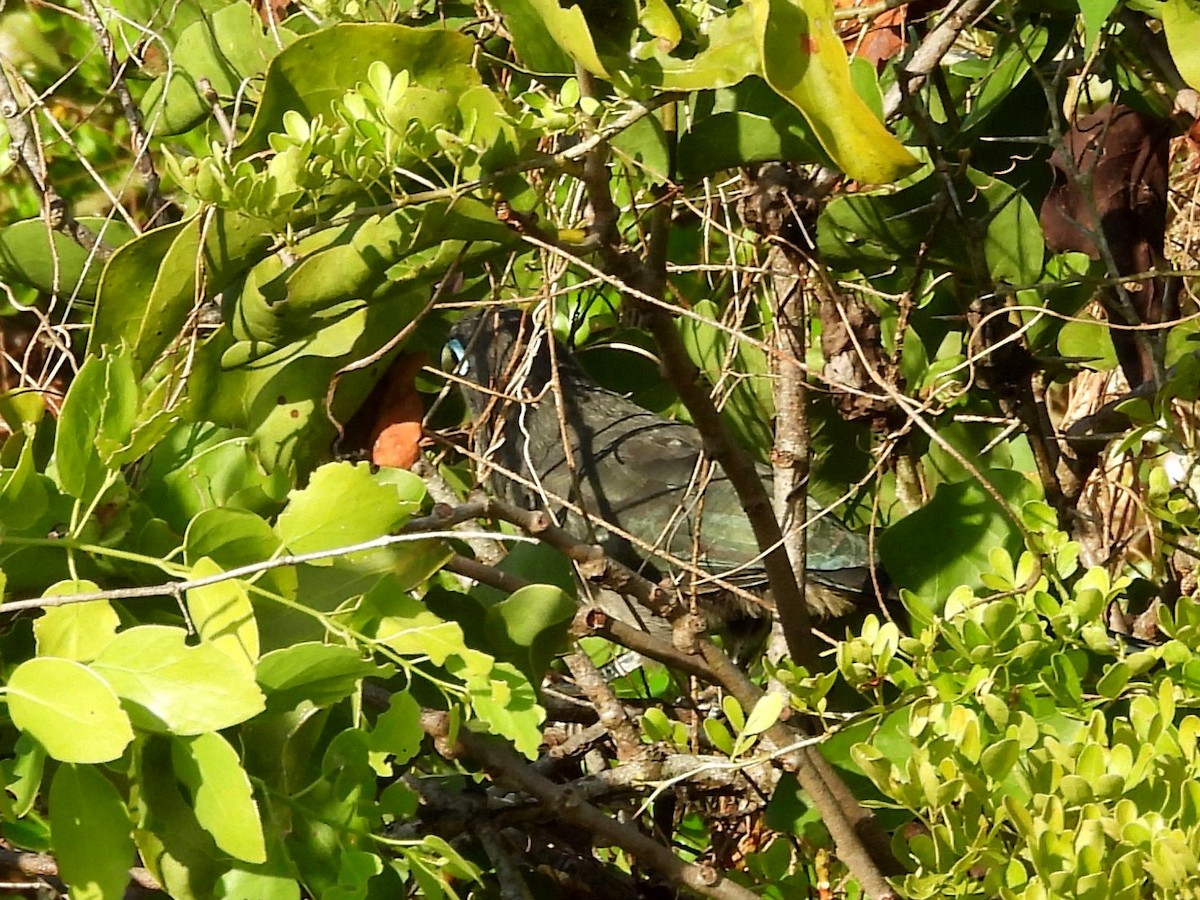 Blue-faced Malkoha - ML640742660