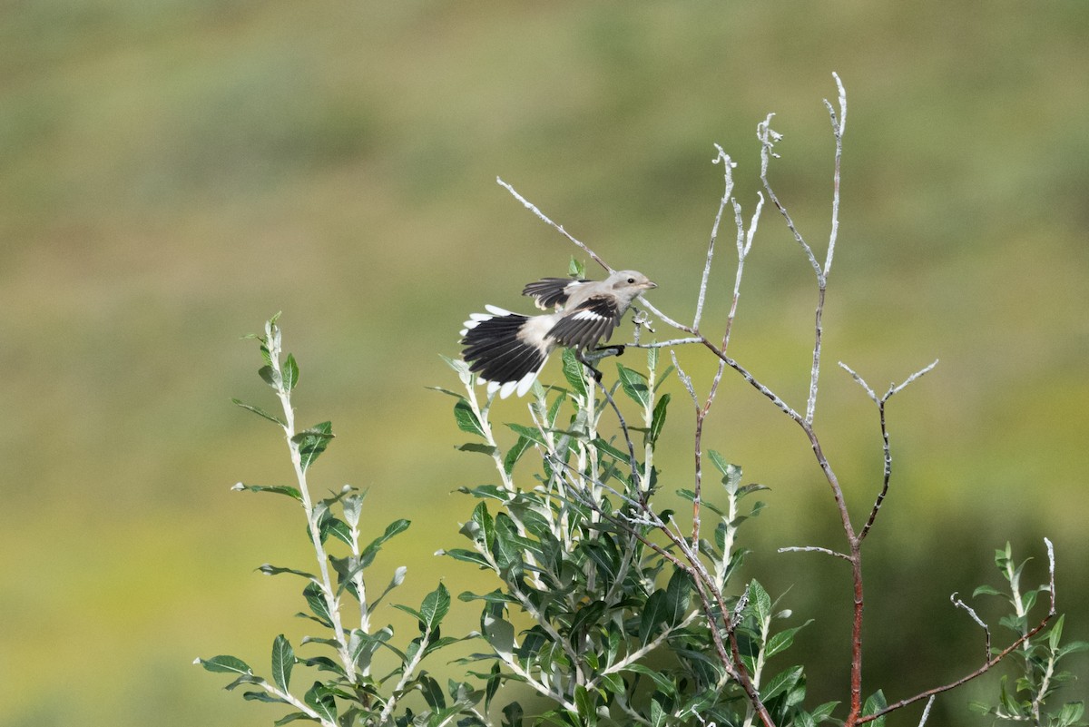 Antzandobi boreala - ML640742665