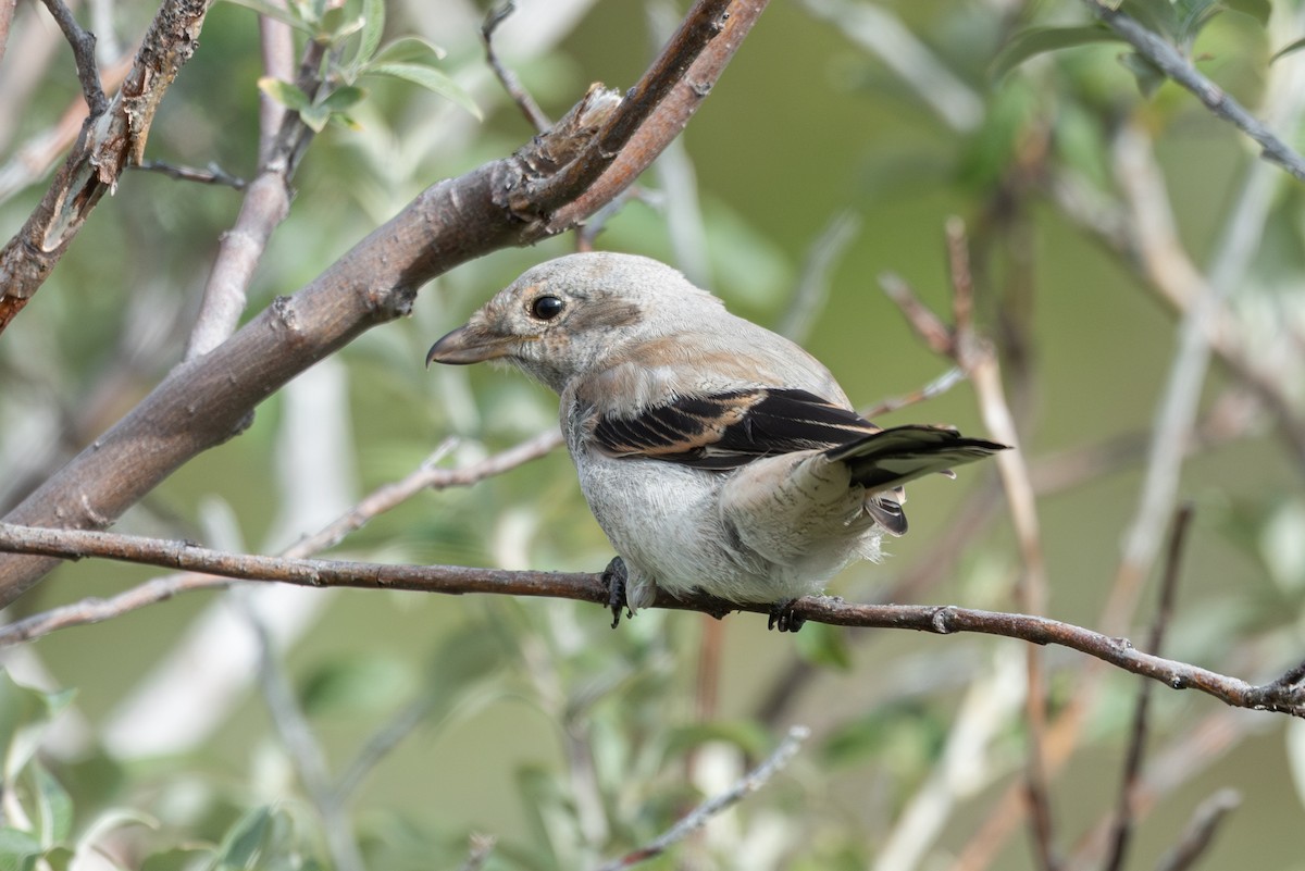 Antzandobi boreala - ML640742666