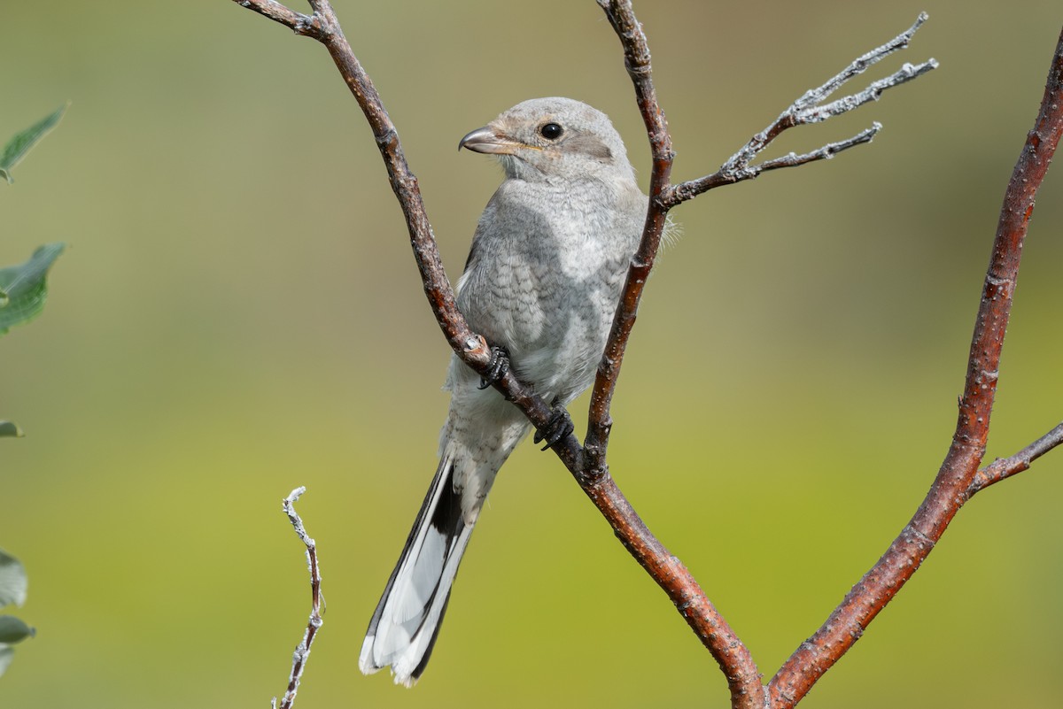 Antzandobi boreala - ML640742667