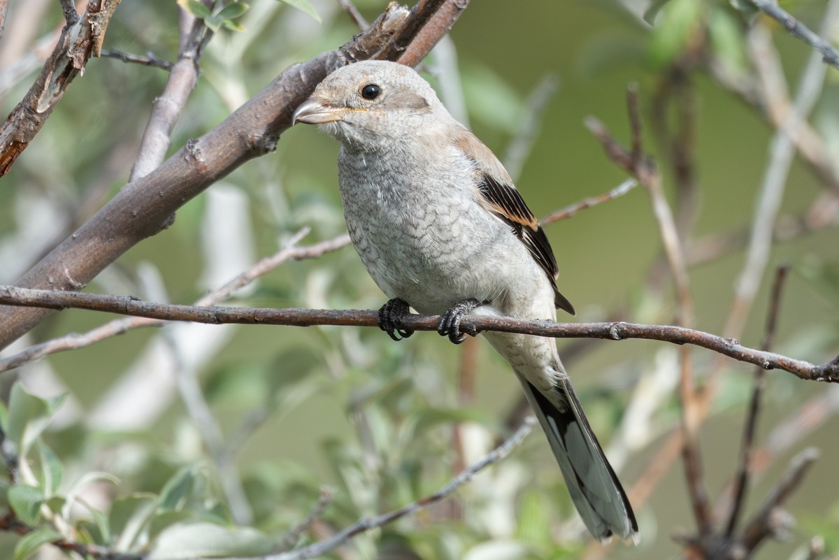 Antzandobi boreala - ML640742668