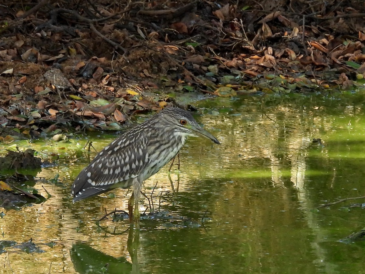 Black-crowned Night Heron - ML640742733