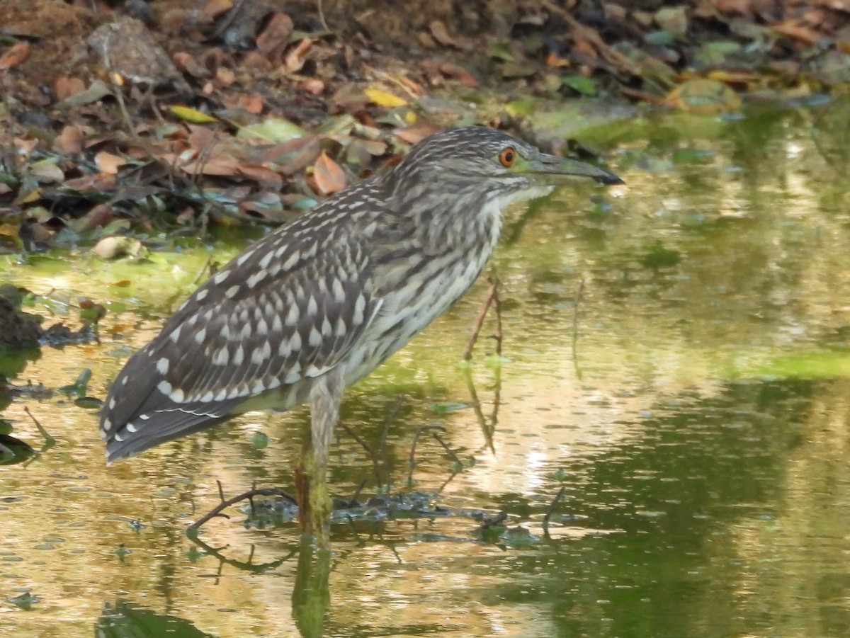 Black-crowned Night Heron - ML640742734