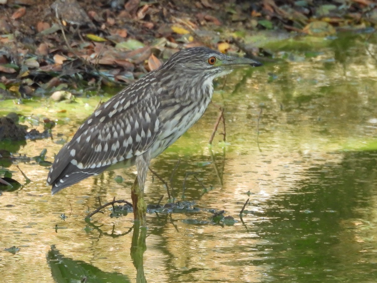 Black-crowned Night Heron - ML640742735