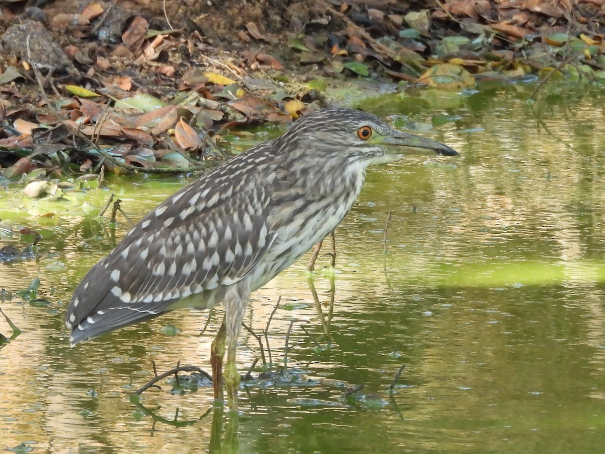 Black-crowned Night Heron - ML640742736