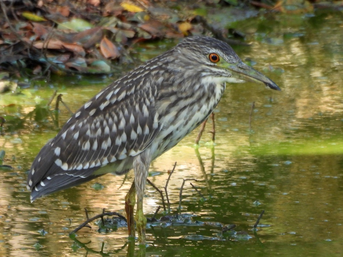 Black-crowned Night Heron - ML640742737