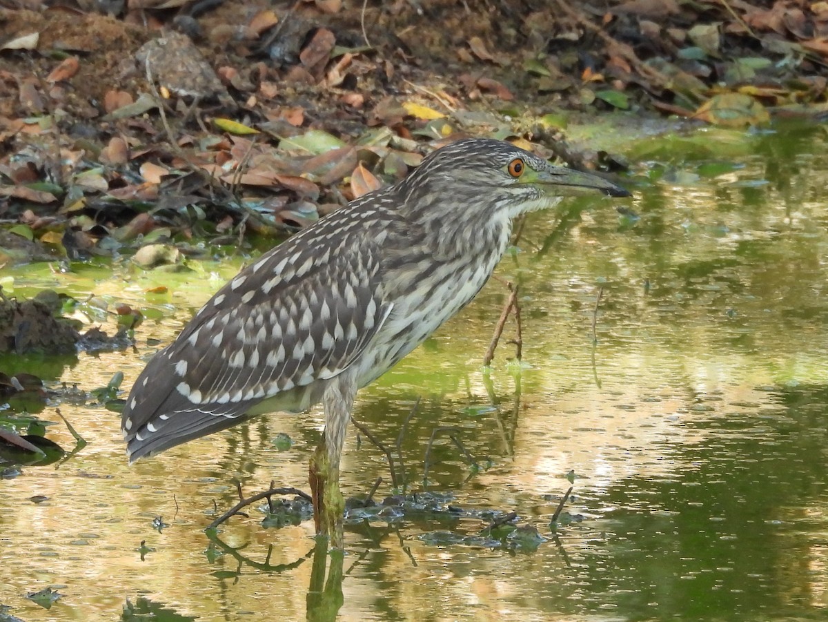 Black-crowned Night Heron - ML640742738