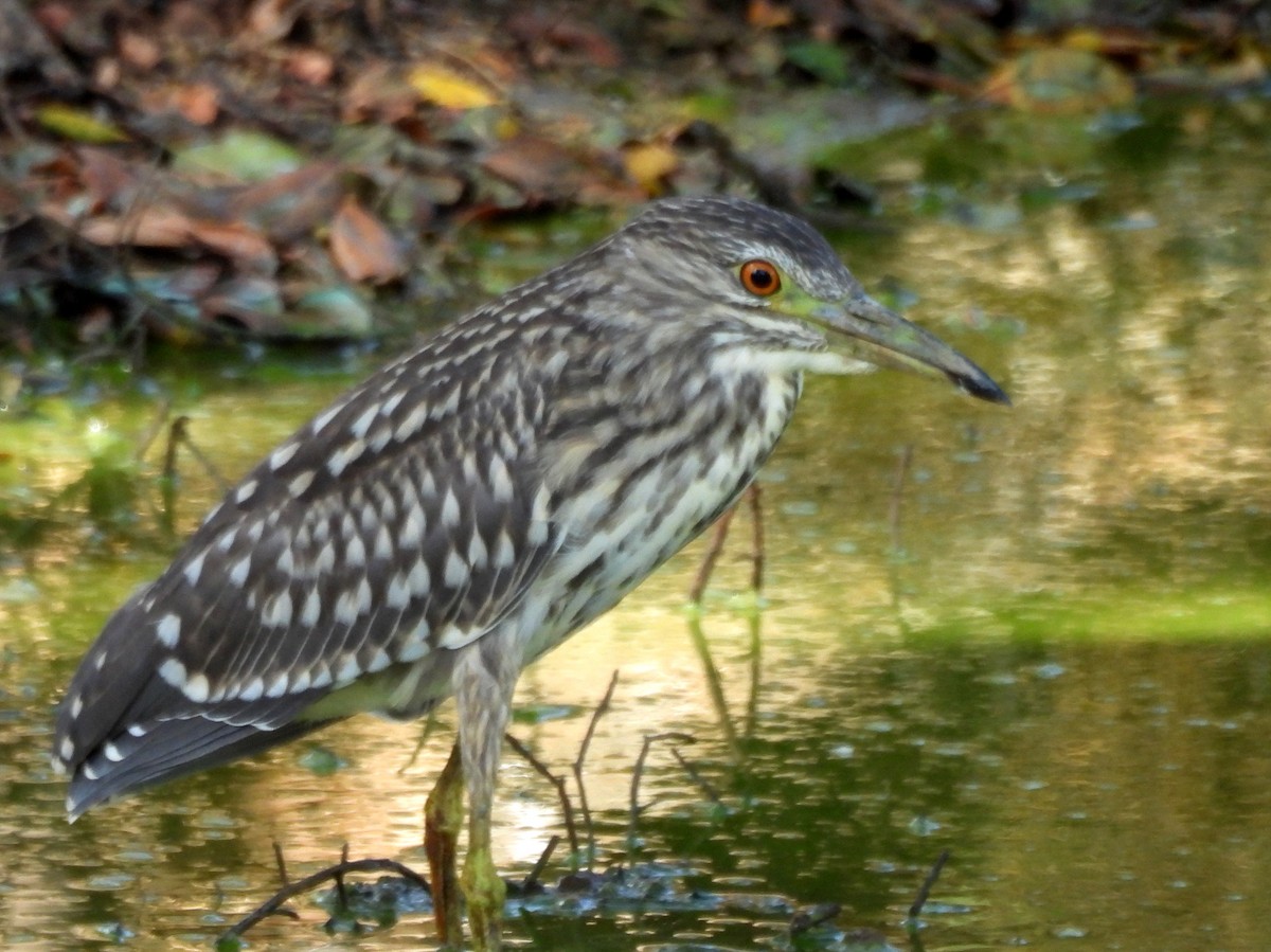 Black-crowned Night Heron - ML640742739