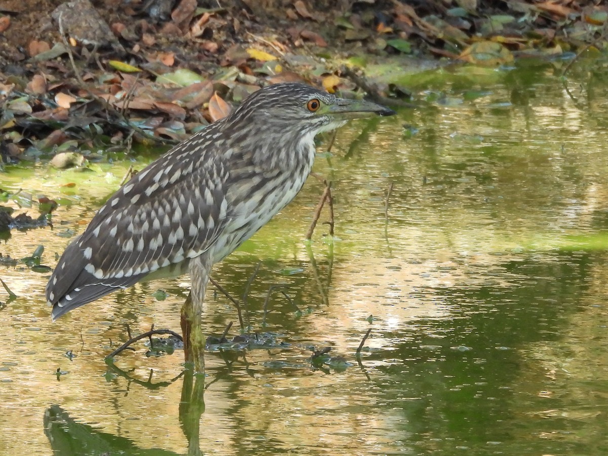 Black-crowned Night Heron - ML640742740