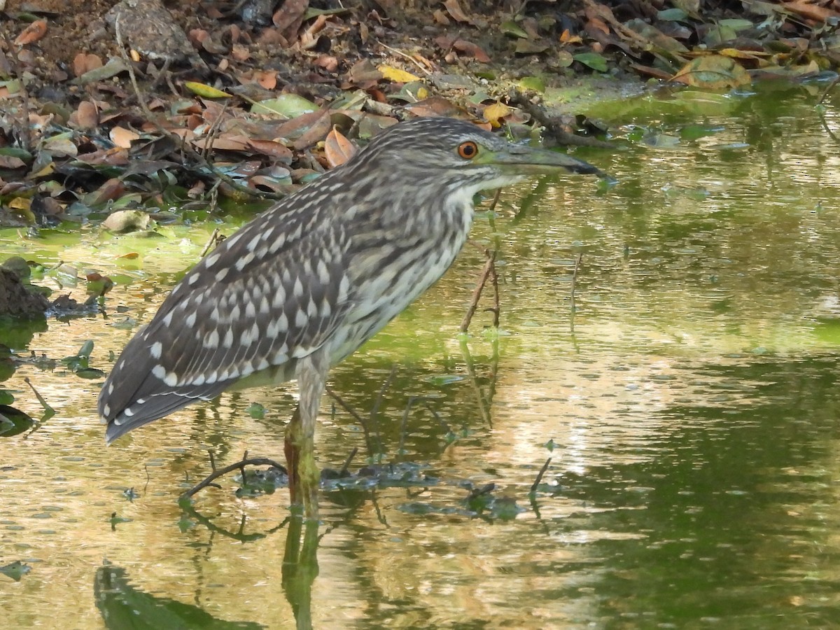 Black-crowned Night Heron - ML640742741