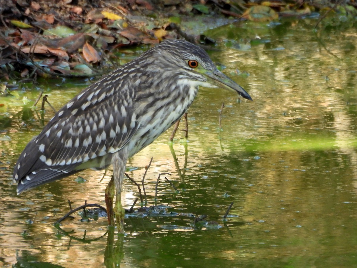 Black-crowned Night Heron - ML640742742