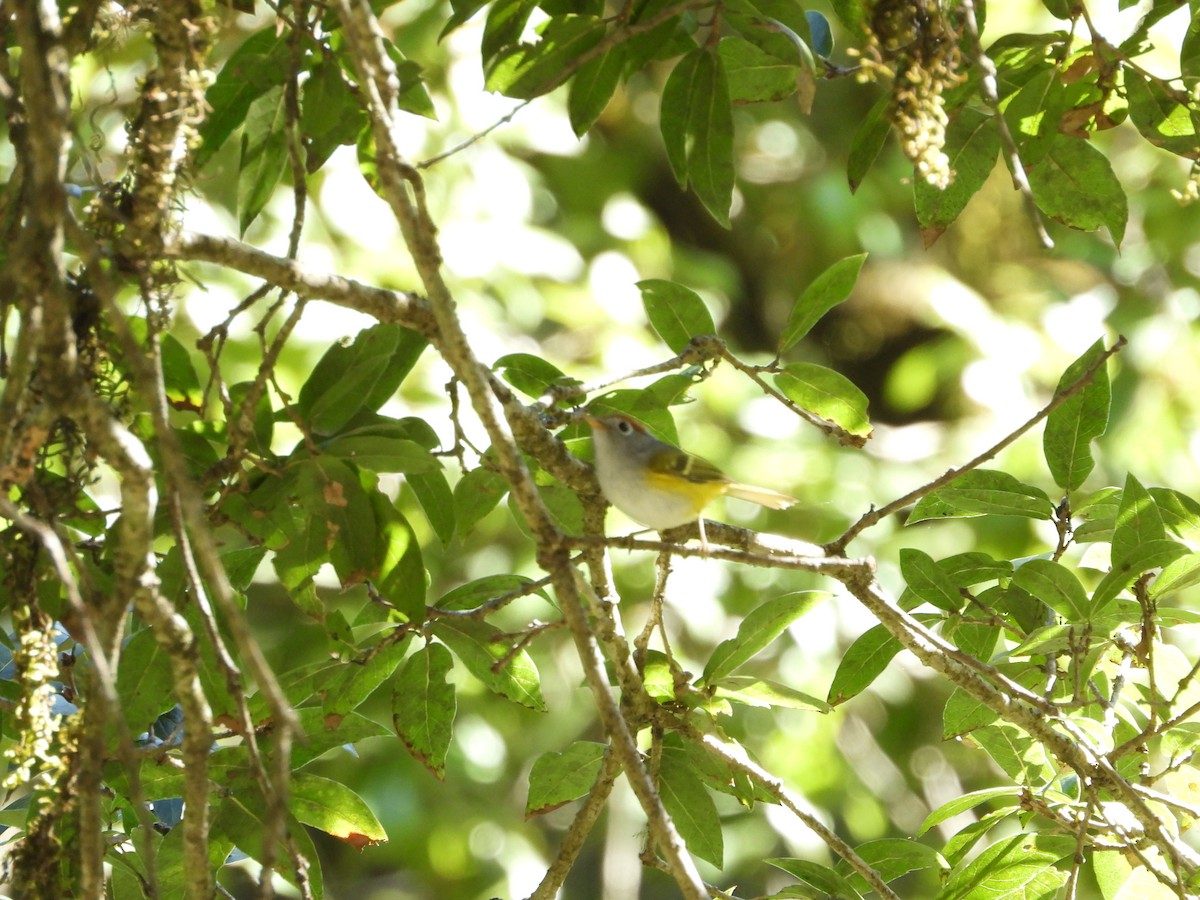 Chestnut-crowned Warbler - ML640742774