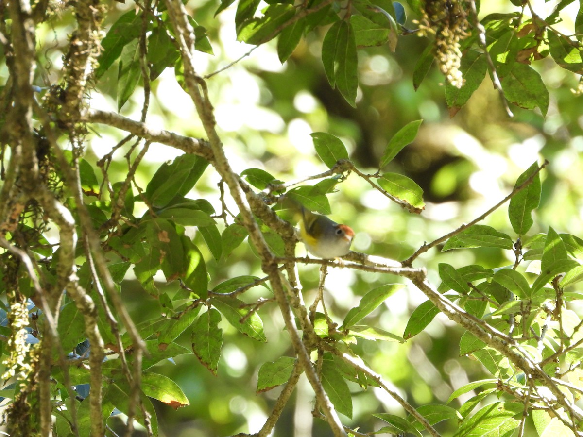 Chestnut-crowned Warbler - ML640742775