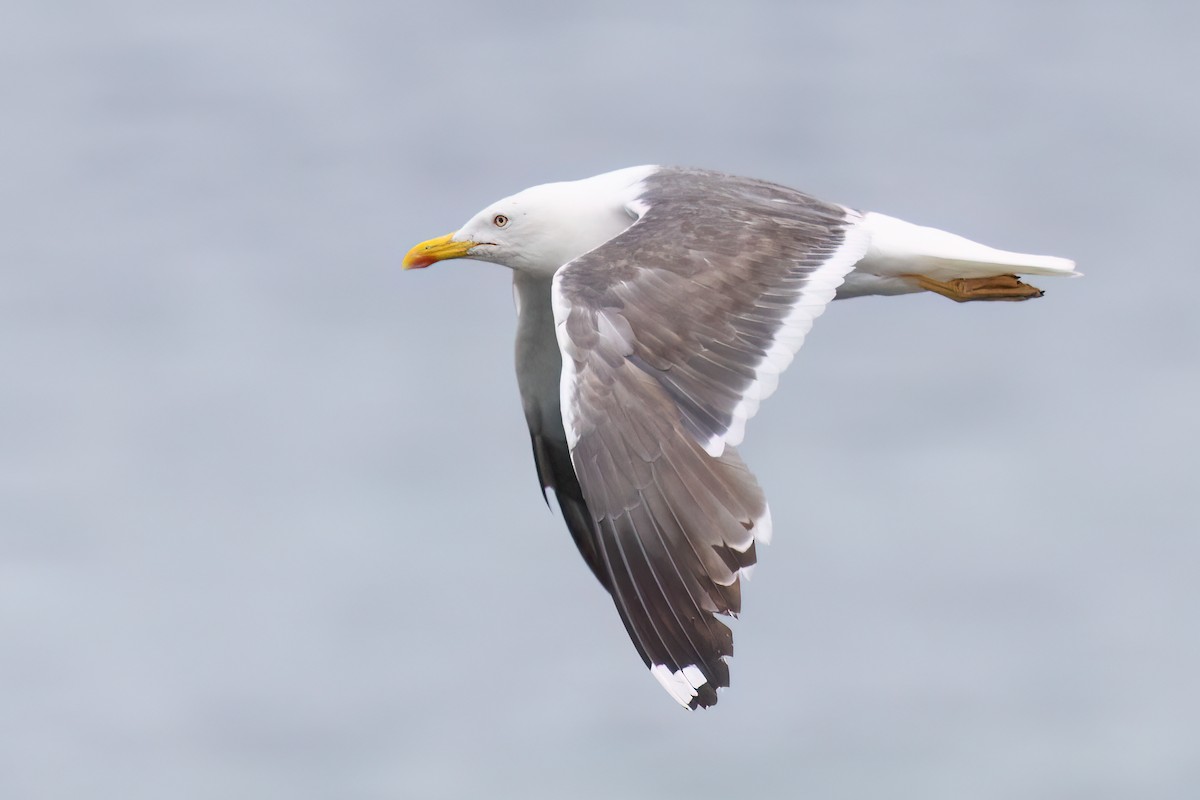 racek žlutonohý (ssp. graellsii) - ML640742801