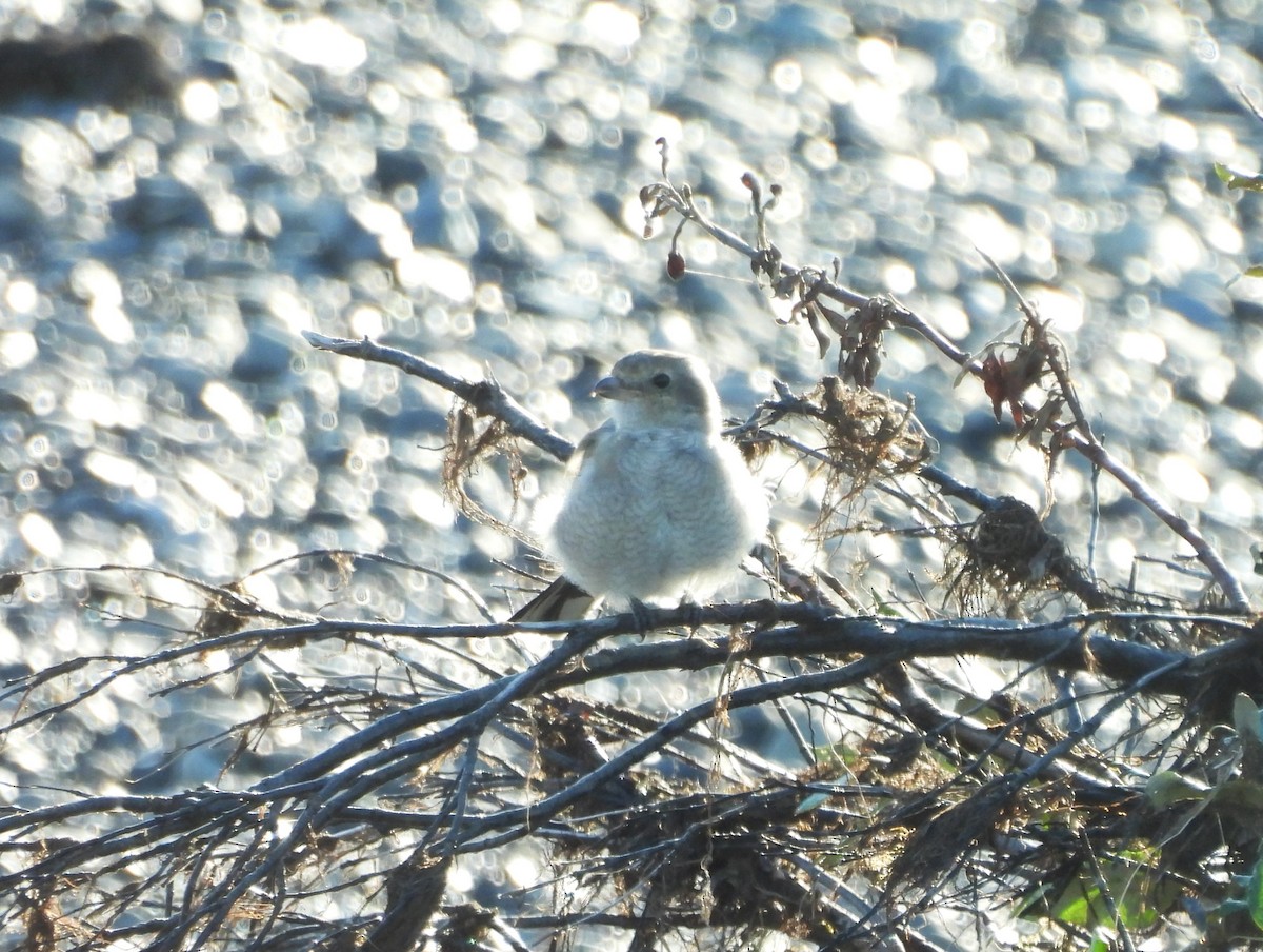 Antzandobi boreala - ML640742851