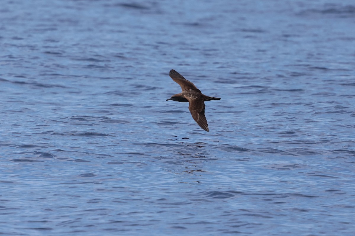 Wedge-tailed Shearwater - ML640742894