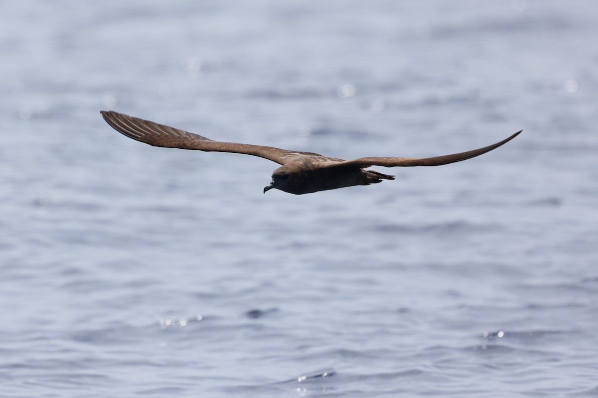 Wedge-tailed Shearwater - ML640742895