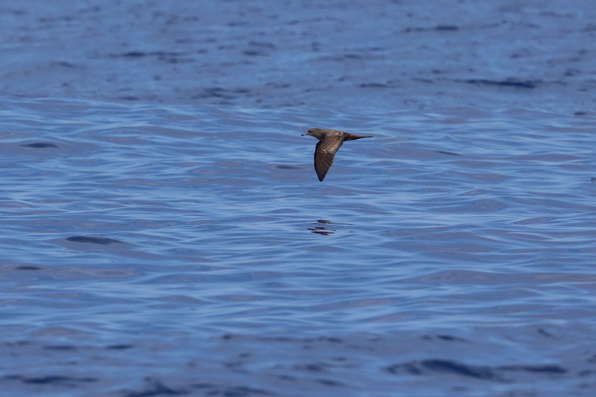 Wedge-tailed Shearwater - ML640742928